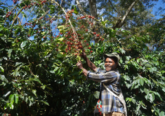 Papua New Guinea Coffee Single Origin - Lamari Washed