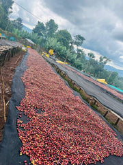M Coffee Ethiopia Chelbesa - Natural