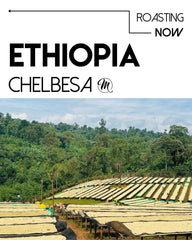 M Coffee Ethiopia Chelbesa - Natural
